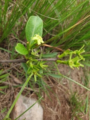 Vangueria