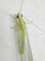 Chrysoperla externa