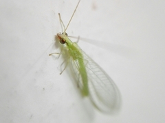 Chrysoperla externa