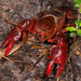 Sydney Crayfish - Photo (c) Ciaran Nagle, some rights reserved (CC BY-NC), uploaded by Ciaran Nagle