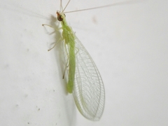 Chrysoperla externa