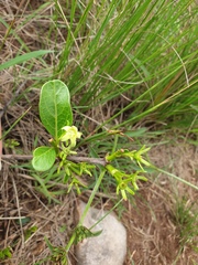 Vangueria