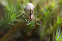 Hygrolycosa rubrofasciata