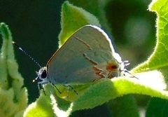 Electrostrymon hugon