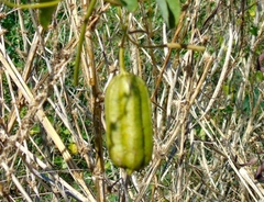 Aristolochia taliscana