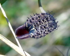 Aristolochia taliscana