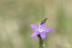 Triodanis biflora
