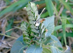 Tetramerium