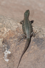 Liolaemus moradoensis