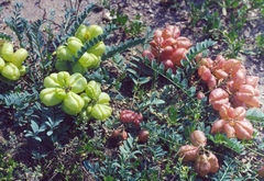 Astragalus physocarpus