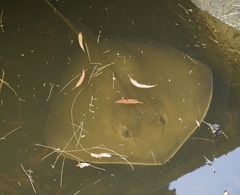 Hemitrygon fluviorum