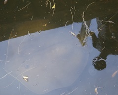 Hemitrygon fluviorum