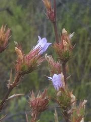 Prismatocarpus cliffortioides