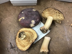 Russula squalida