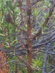 Prismatocarpus cliffortioides