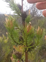 Prismatocarpus cliffortioides