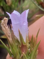 Prismatocarpus cliffortioides