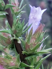 Prismatocarpus cliffortioides