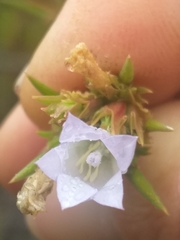 Prismatocarpus cliffortioides