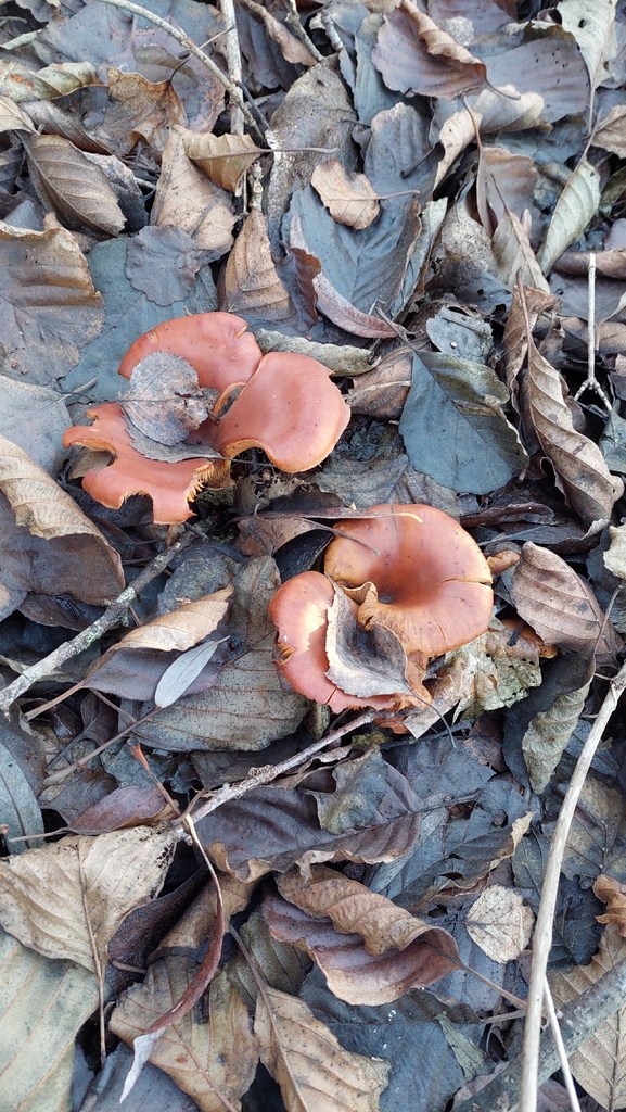 Paralepista flaccida · December 2025 · photo: © viktorstrenada (iNaturalist, cc-by)