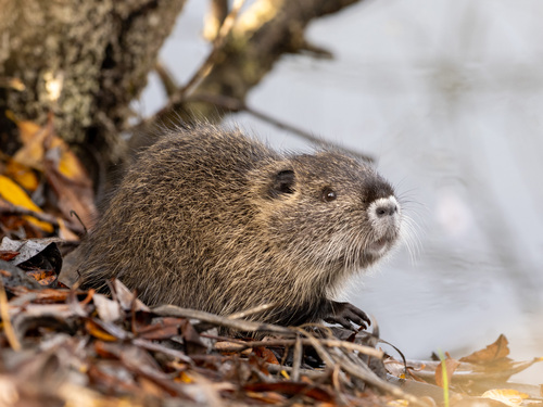 Coypu, photo 6 of 9