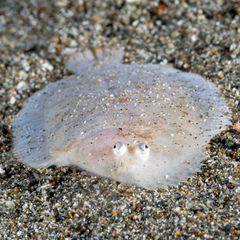 Aseraggodes albidus