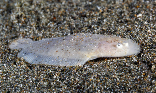 Aseraggodes albidus observed 2016-03-23