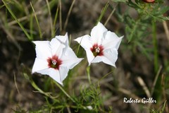 Convolvulus laciniatus