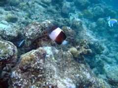 Hemitaurichthys zoster