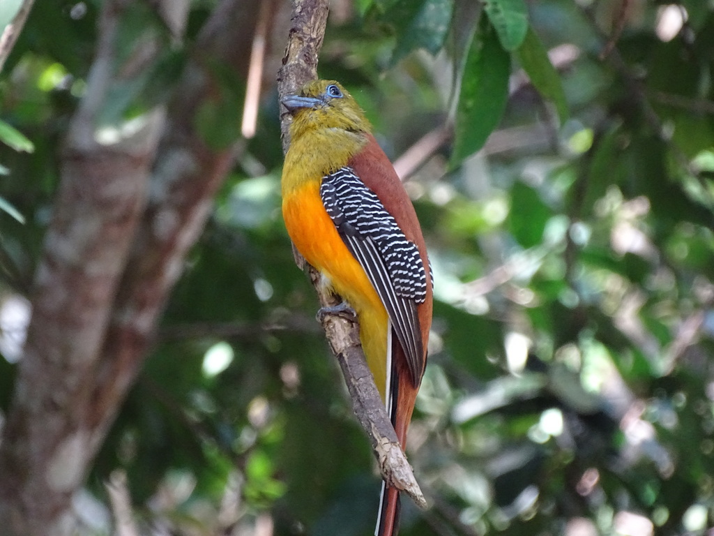 Orange-breasted Trogon (Harpactes oreskios) photo