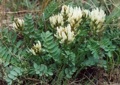 Astragalus physocarpus