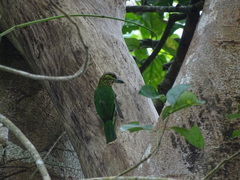 Psilopogon faiostrictus
