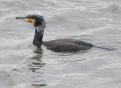 Phalacrocorax carbo hanedae
