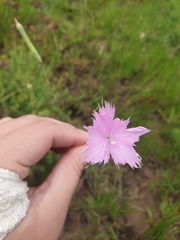 Dianthus zeyheri