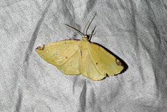 Perusia aurantiacaria