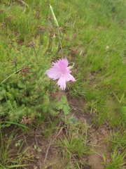 Dianthus zeyheri