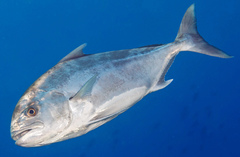 Seriolina nigrofasciata