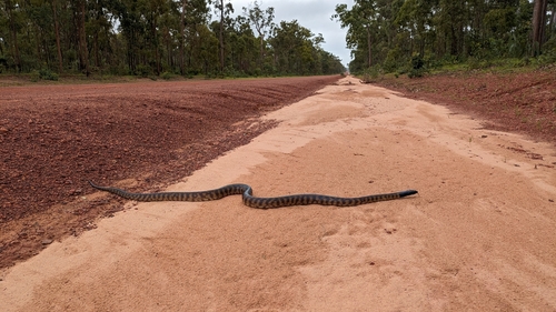 Black-headed Python sighting