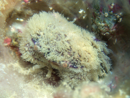 Platypodia pseudogranulosa observed 2025-12-06