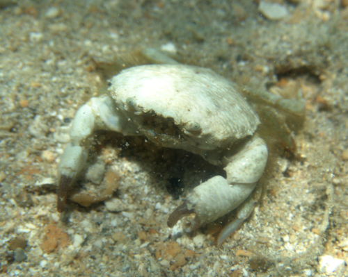 Kraussia rugulosa observed 2025-12-06