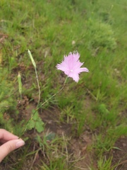 Dianthus zeyheri