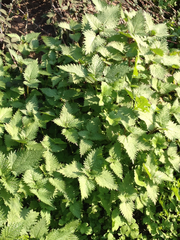Urtica pilulifera