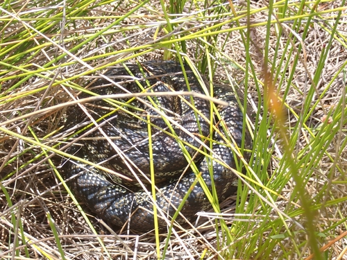 Southwestern Carpet Python sighting