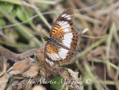 Junonia sophia