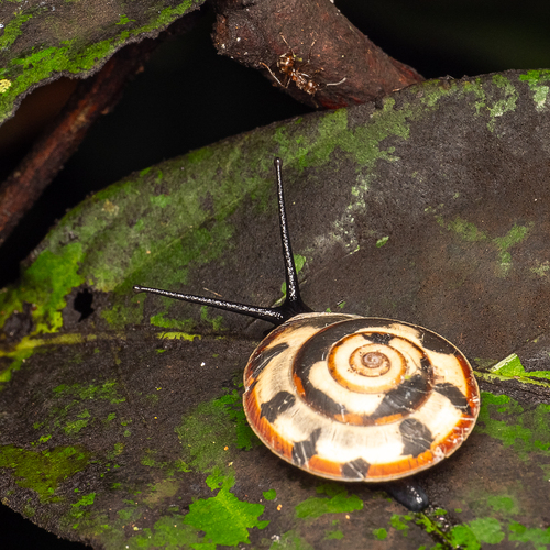 Trochomorpha observed 2025-11-06