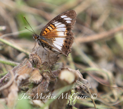 Junonia sophia