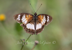 Junonia sophia