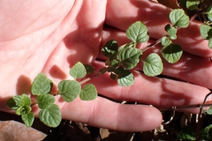 Clinopodium chandleri, photograph author not stated, no rights reserved