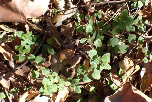 Clinopodium chandleri, photograph 6
