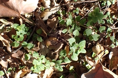 Clinopodium chandleri, photograph author not stated, no rights reserved